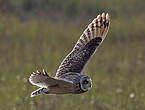 Hibou des marais