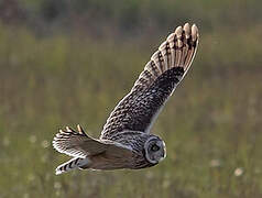 Short-eared Owl