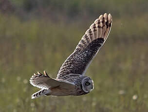 Hibou des marais