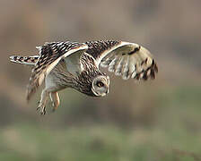 Hibou des marais