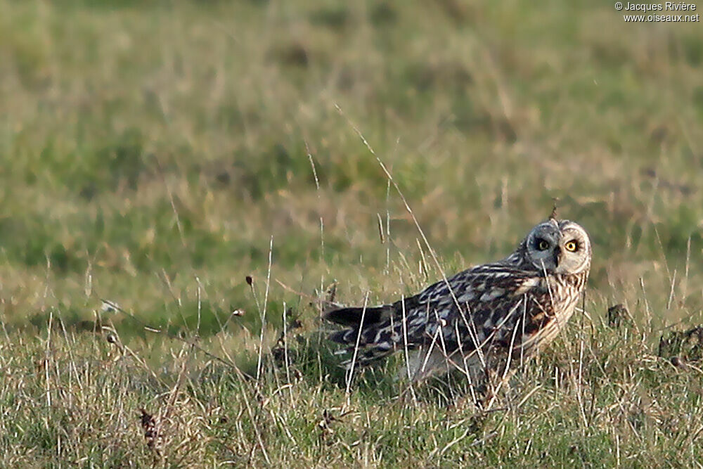 Hibou des maraisadulte internuptial