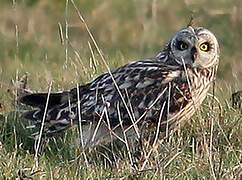 Hibou des marais