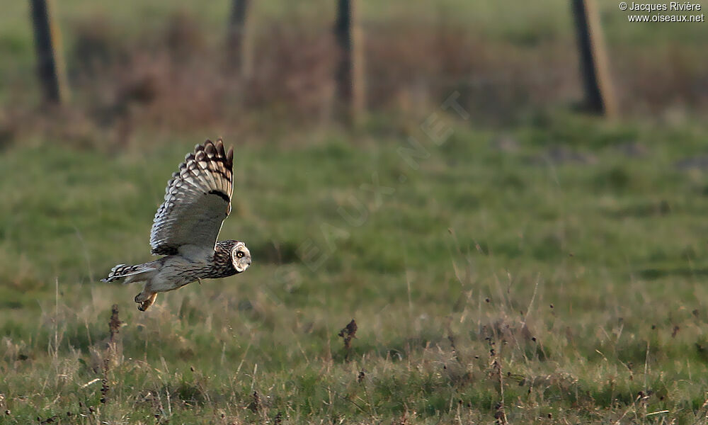 Short-eared Owladult, Flight