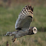 Hibou des marais