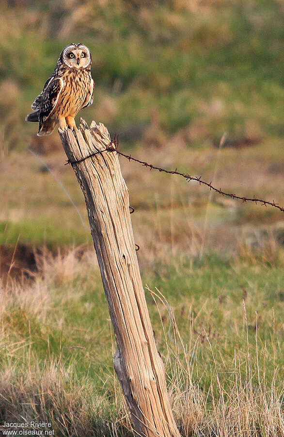 Hibou des maraisadulte internuptial