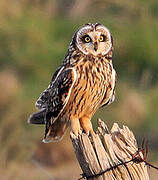 Hibou des marais