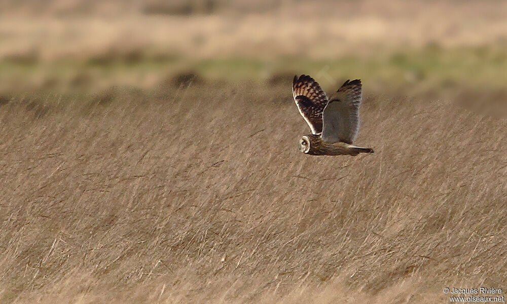 Short-eared Owladult post breeding, Flight