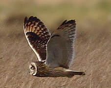 Short-eared Owl