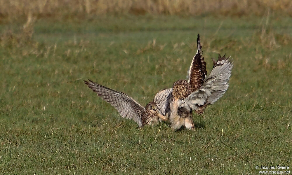 Short-eared Owladult post breeding, Behaviour