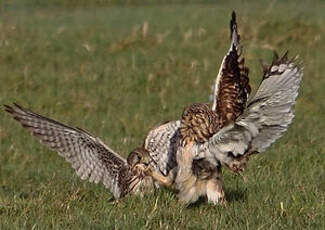 Hibou des marais