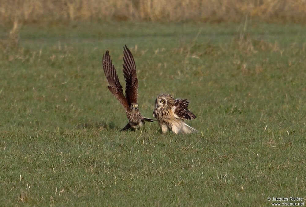 Hibou des maraisadulte internuptial, Comportement