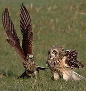 Short-eared Owl