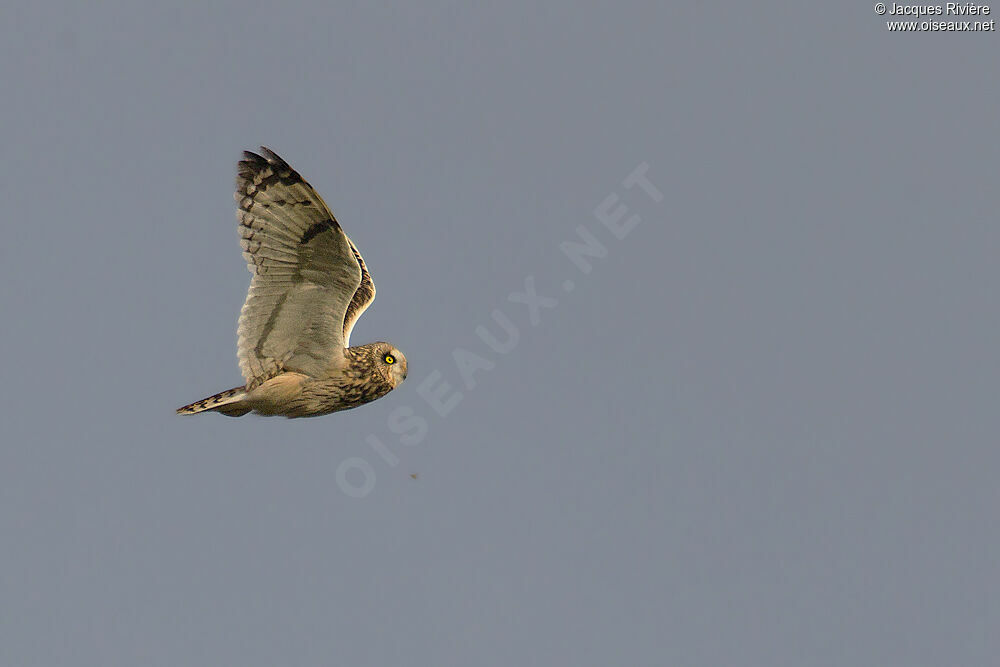 Short-eared Owladult post breeding, Flight