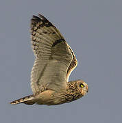 Short-eared Owl