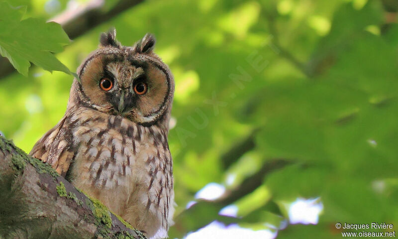 Long-eared Owlimmature