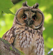 Long-eared Owl