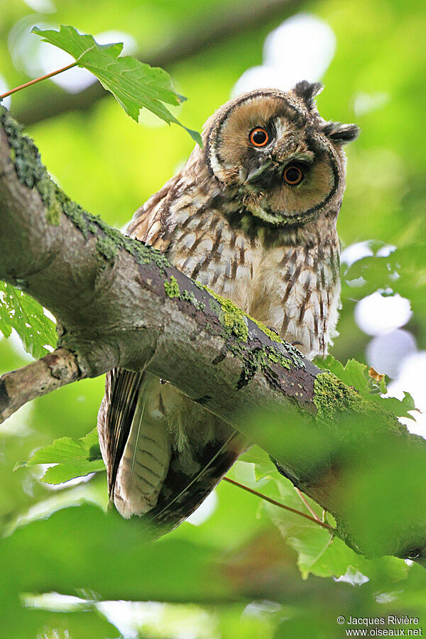 Hibou moyen-ducimmature