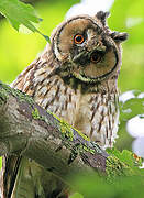 Long-eared Owl