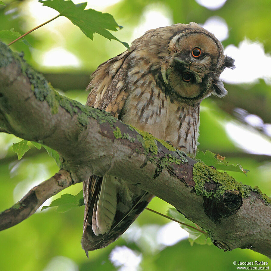 Hibou moyen-ducimmature