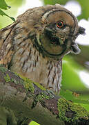 Long-eared Owl