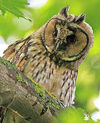 Long-eared Owl