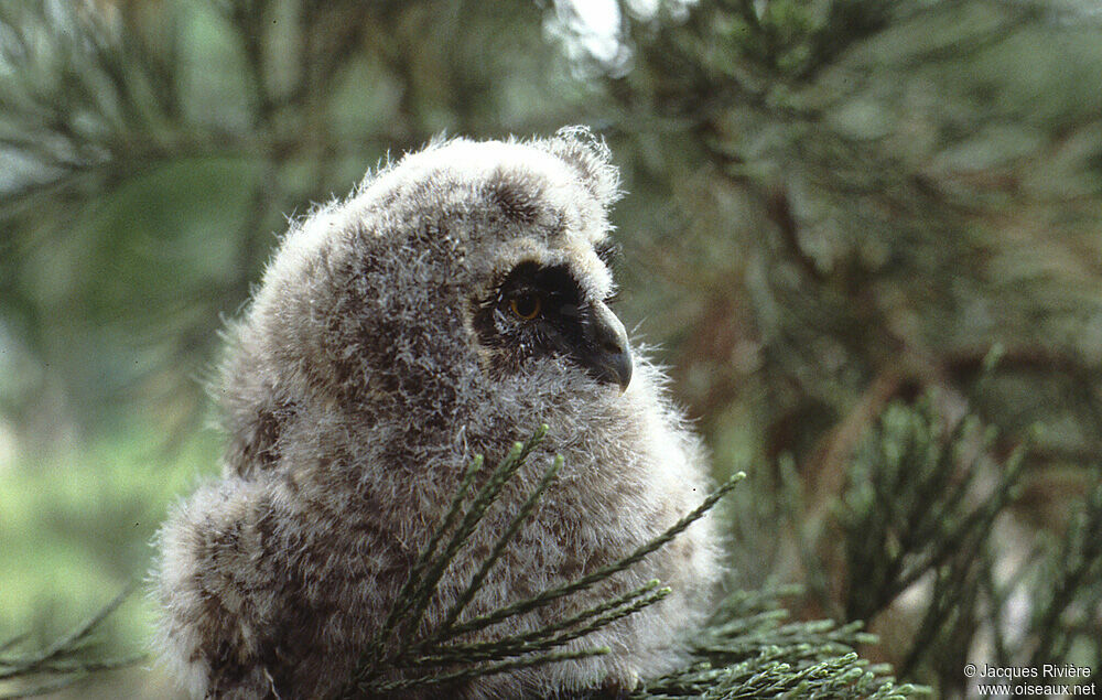 Long-eared Owljuvenile