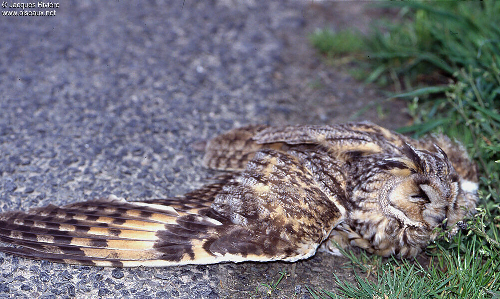 Long-eared Owladult breeding