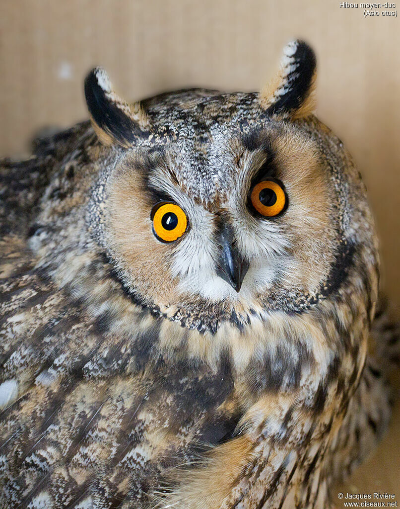 Long-eared Owladult, identification, care