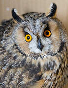 Long-eared Owl