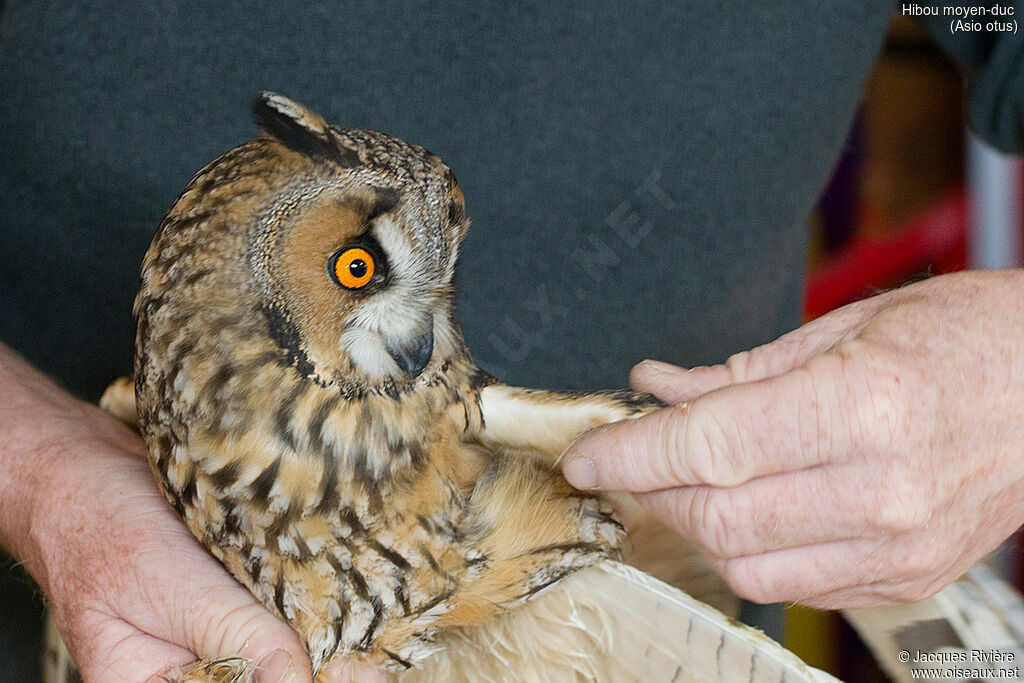 Long-eared Owladult, identification, care