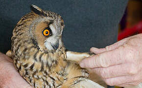 Long-eared Owl