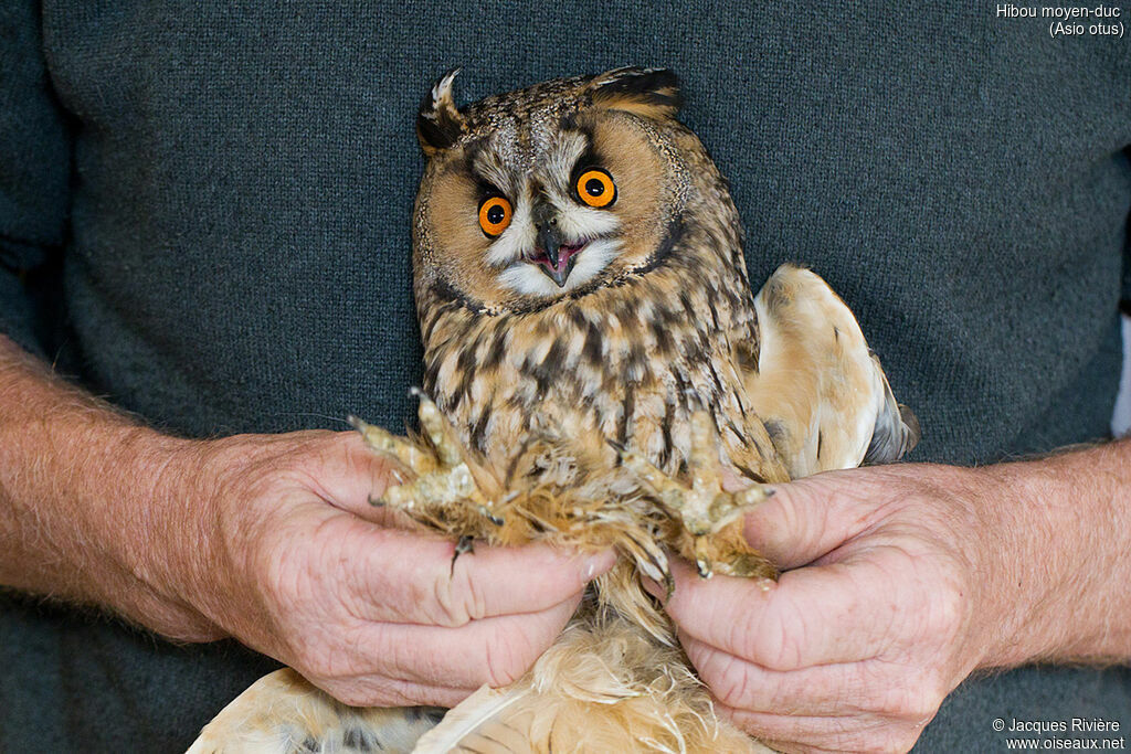 Hibou moyen-ducadulte, identification, soins