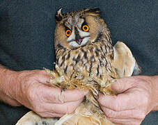 Long-eared Owl