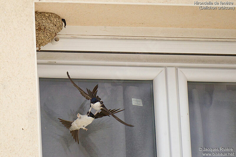 Common House Martinadult breeding, identification, Flight, Reproduction-nesting