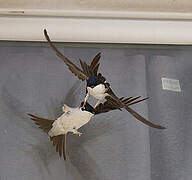 Western House Martin