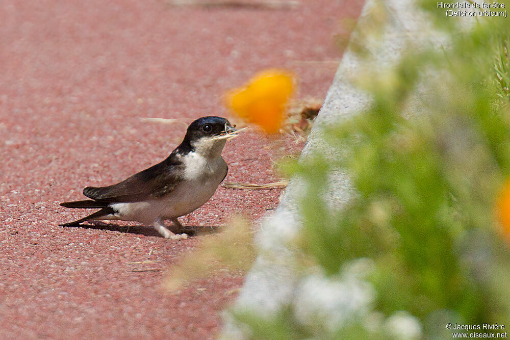 Hirondelle de fenêtreadulte nuptial, identification, marche, Nidification