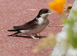 Common House Martin