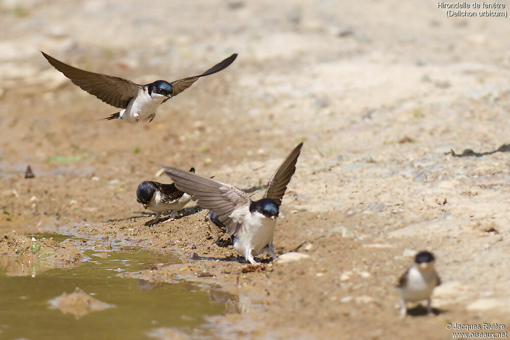 Common House Martinadult breeding, Flight, Reproduction-nesting