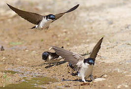 Common House Martin