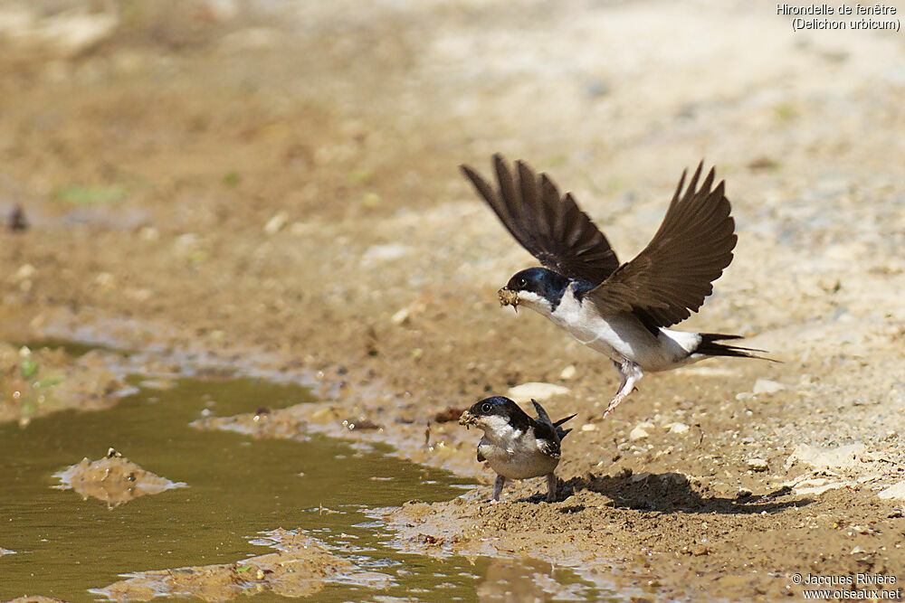 Common House Martinadult breeding, Flight, Reproduction-nesting