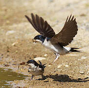 Common House Martin