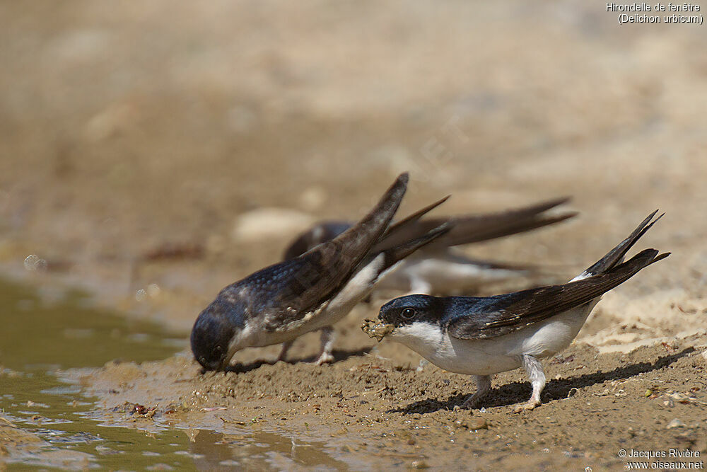 Western House Martin, Reproduction-nesting