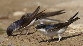 Common House Martin