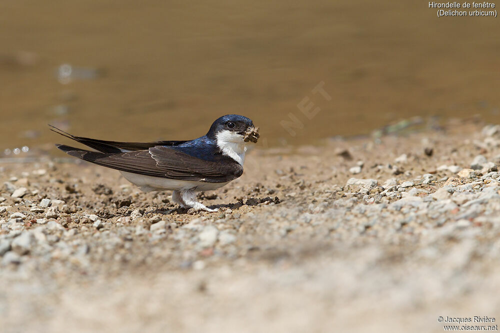 Hirondelle de fenêtreadulte nuptial, identification, Nidification