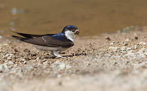 Western House Martin