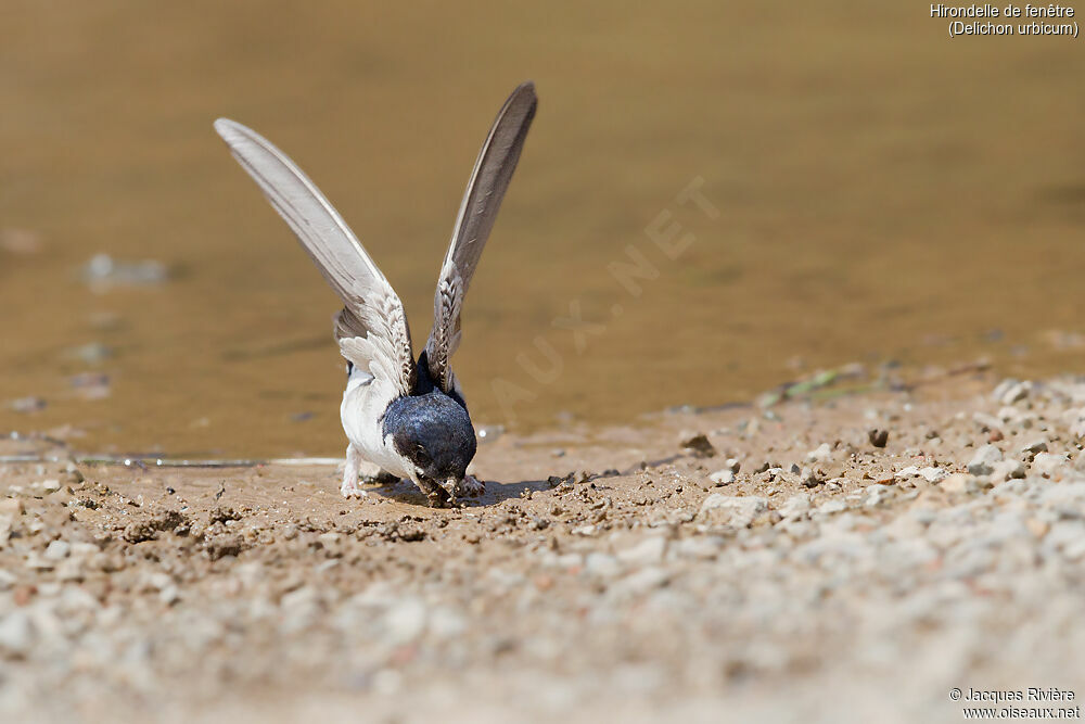 Hirondelle de fenêtreadulte nuptial, identification, Nidification