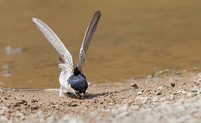 Western House Martin