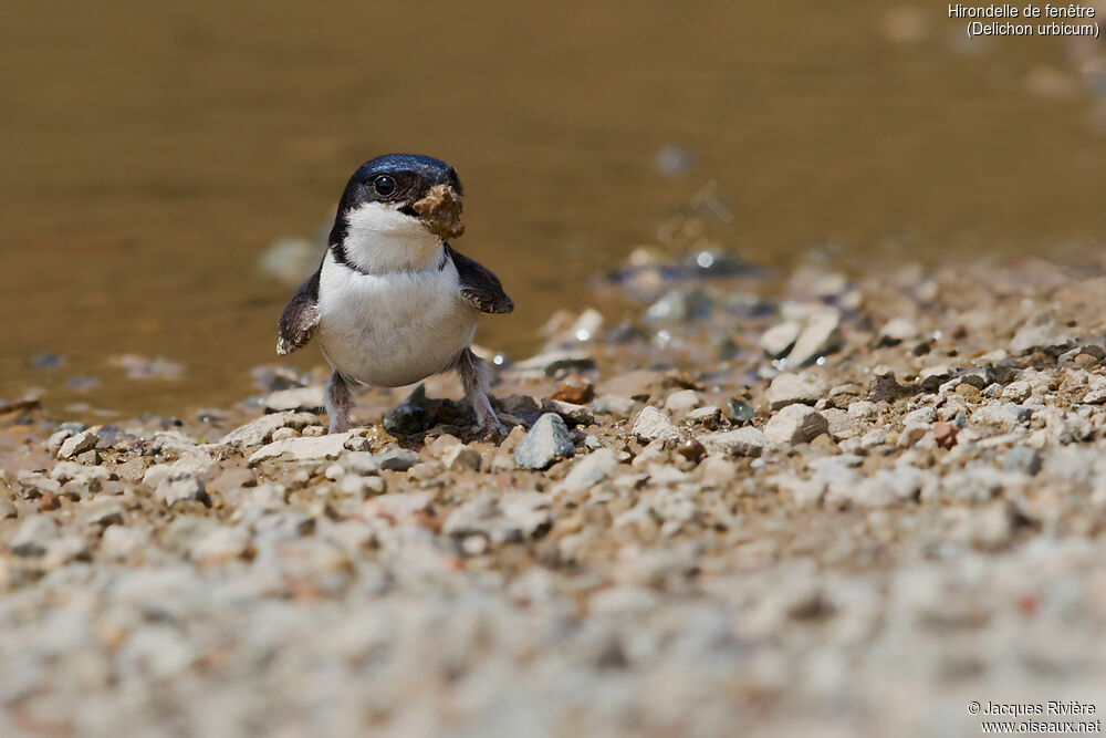 Hirondelle de fenêtreadulte nuptial, identification