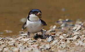 Common House Martin