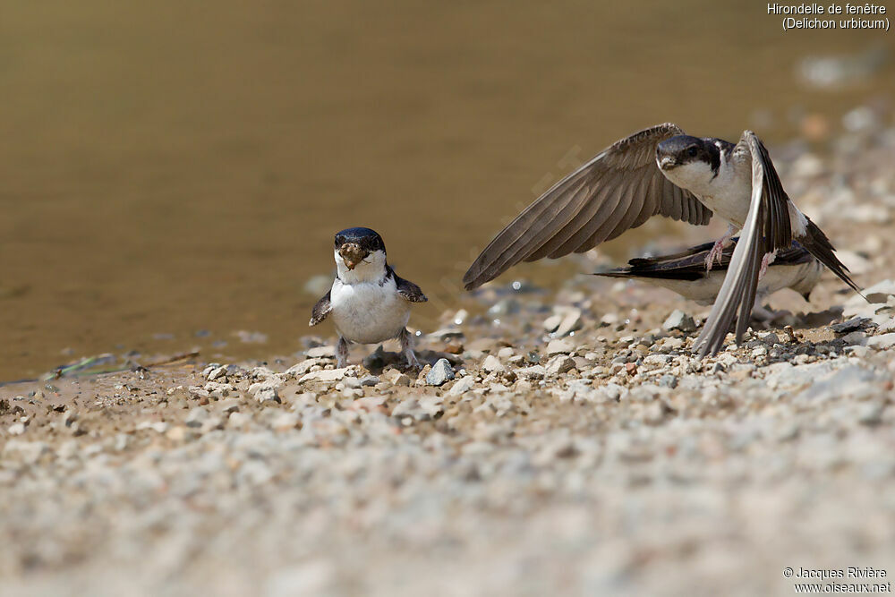 Common House Martinadult breeding